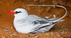 Phaethon aethereus aethereus