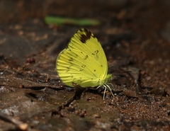 Eurema andersoni