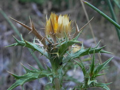 Carlina corymbosa