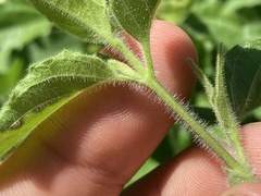 Ruellia californica californica