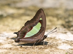 Polyura bharata