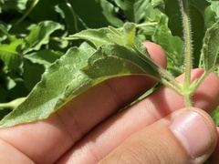 Ruellia californica californica