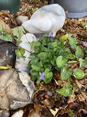 Viola reichenbachiana