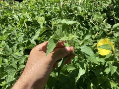 Ruellia californica californica