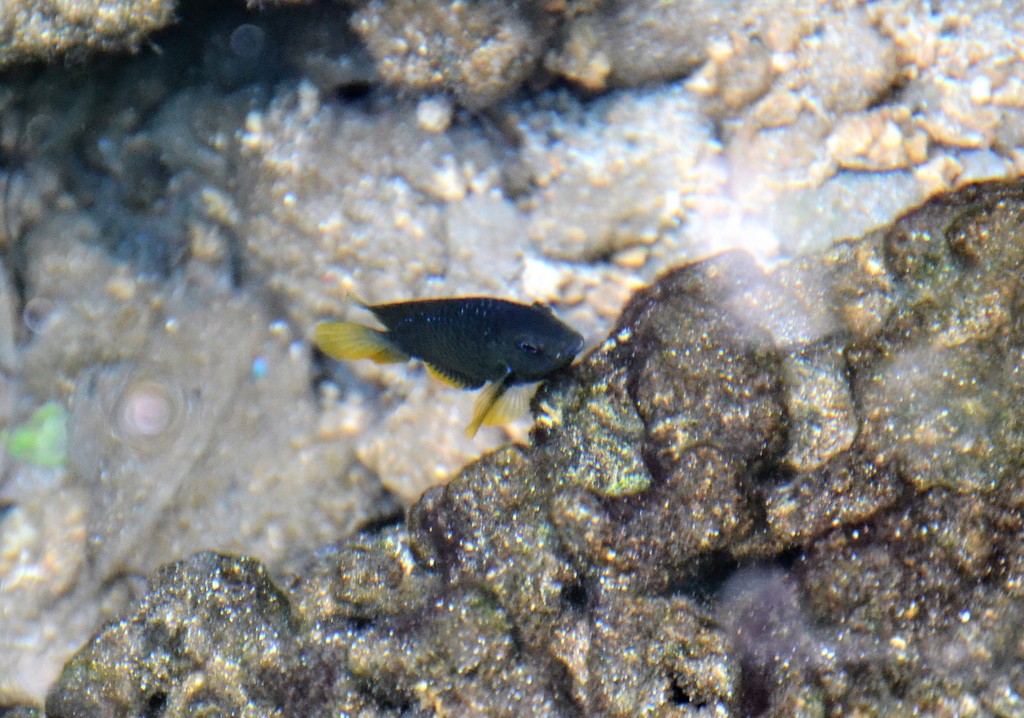 Freshwater Gregory