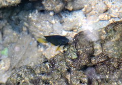 Freshwater Gregory photo 1