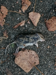 Muroidea