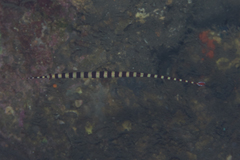 Dunckerocampus dactyliophorus