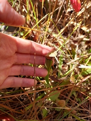 Sarracenia rubra