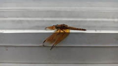 Neurothemis ramburii