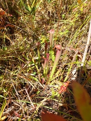 Sarracenia rubra