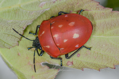 Poecilocoris druraei