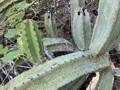 Lophocereus schottii