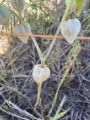 Physalis longifolia