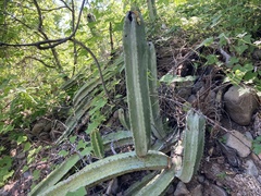 Lophocereus schottii