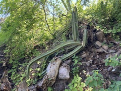 Lophocereus schottii