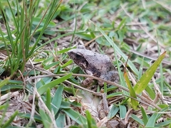 Tomopterna natalensis