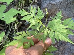 Coreocarpus parthenioides