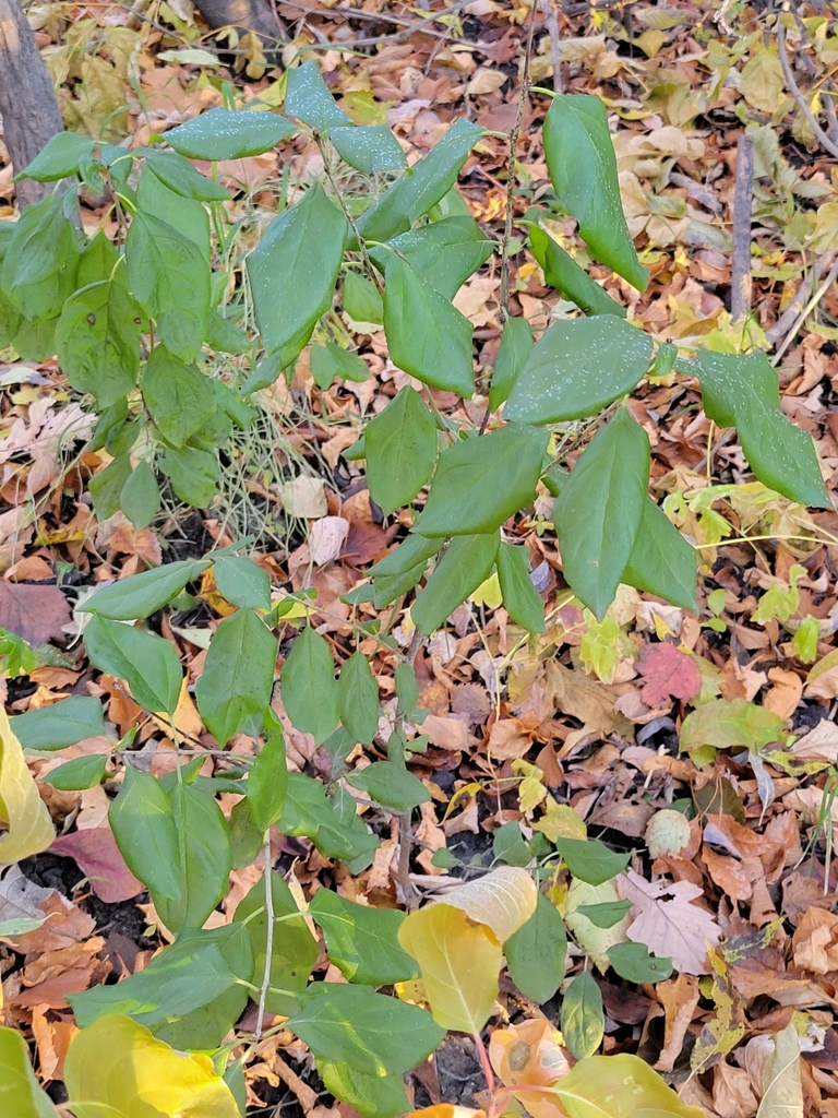 Plums Cherries And Allies From Riverview Winnipeg Mb Canada On October At Am