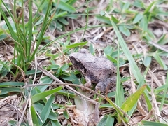 Tomopterna natalensis