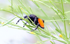 Phidippus texanus