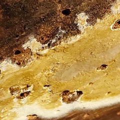Coniophora puteana