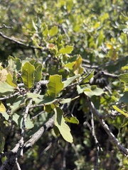 Quercus × undulata