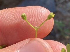 Coreocarpus parthenioides