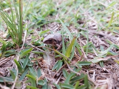 Tomopterna natalensis