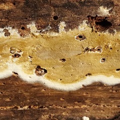 Coniophora puteana