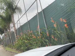 Heliconia psittacorum