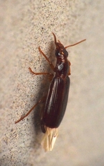 Plochionus