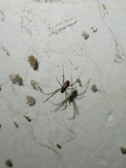 Nephilengys malabarensis