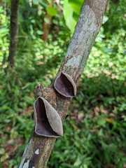 Auricularia