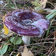 Russula caerulea