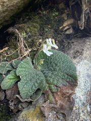 Streptocarpus pentherianus