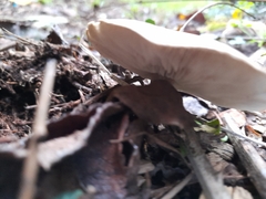 Rhodocollybia butyracea