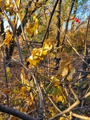 Celastrus scandens