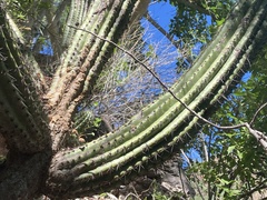 Stenocereus thurberi