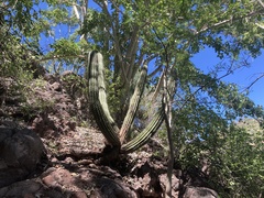 Stenocereus thurberi