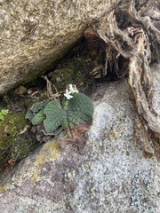 Streptocarpus pentherianus