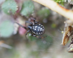 Steatoda albomaculata