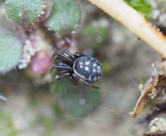 Steatoda albomaculata