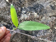 Pleradenophora bilocularis