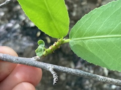 Pleradenophora bilocularis