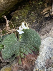 Streptocarpus pentherianus