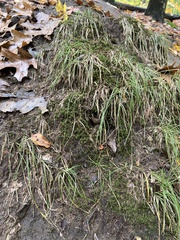 Agrostis perennans