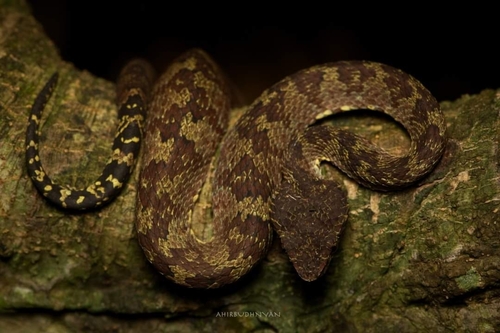 Travancore Pit Viper