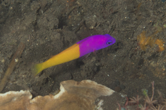 Royal Dottyback photo 5