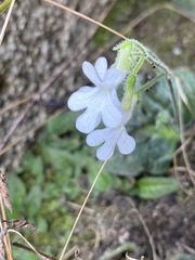 Streptocarpus pentherianus